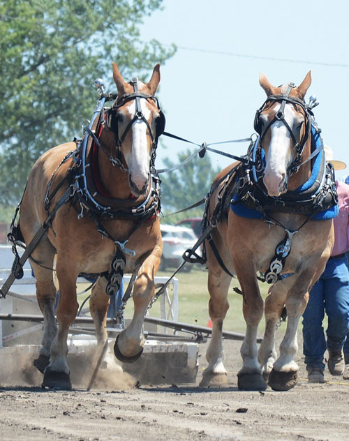 Iowa Draft Horse Pullers at 1pm Adair County Fair