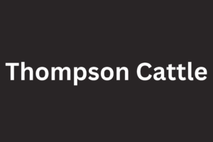 Thompson Cattle